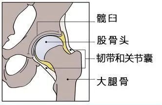 髋关节,俗称大胯,由髋臼,股骨头,关节囊以及韧带构成,是连接躯干和