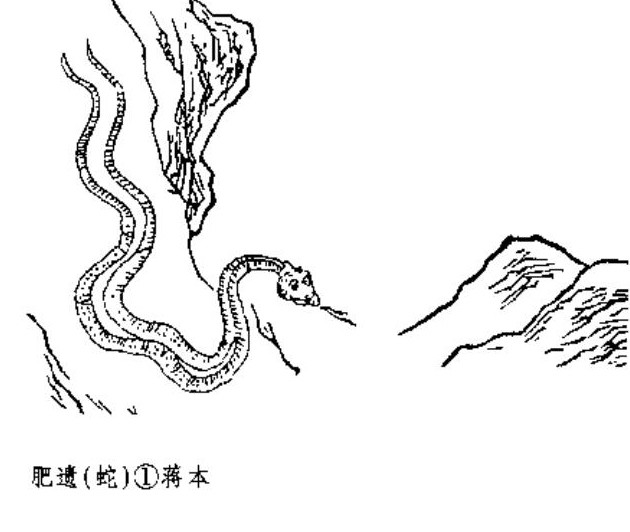 一头两身【解说《山海经》所见肥遗之蛇有三:一是《西山经》太华