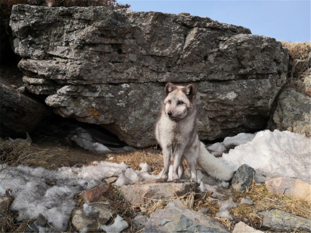 狐狸频现北京赤狐潭柘寺晒太阳白狐房山偷鸡蛋银狐灵山讨食