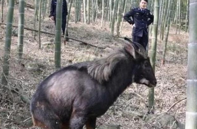 浙江大爷偶遇牛面驴耳鹿角四不像动物专家看完立即封锁村庄