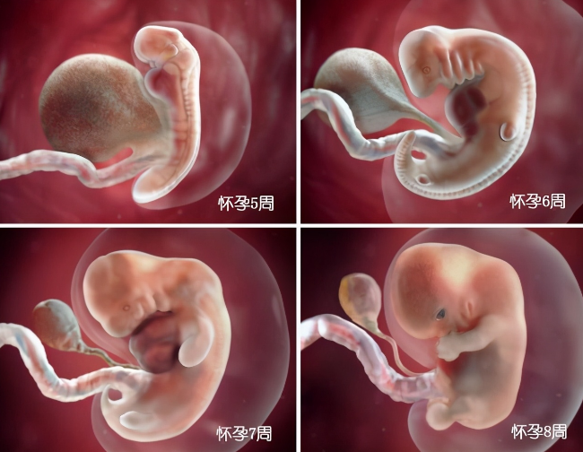 胎儿在子宫内是如何成长的?一组图告诉你,宝宝为了出生有多努力