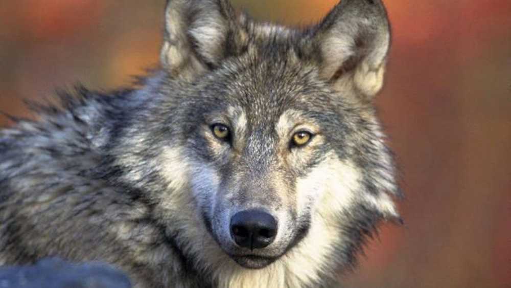 加拿大发现57000年前的狼崽木乃伊,吃的竟是鱼,死因是