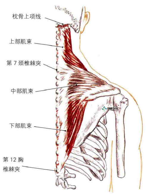 拉伸上斜方肌