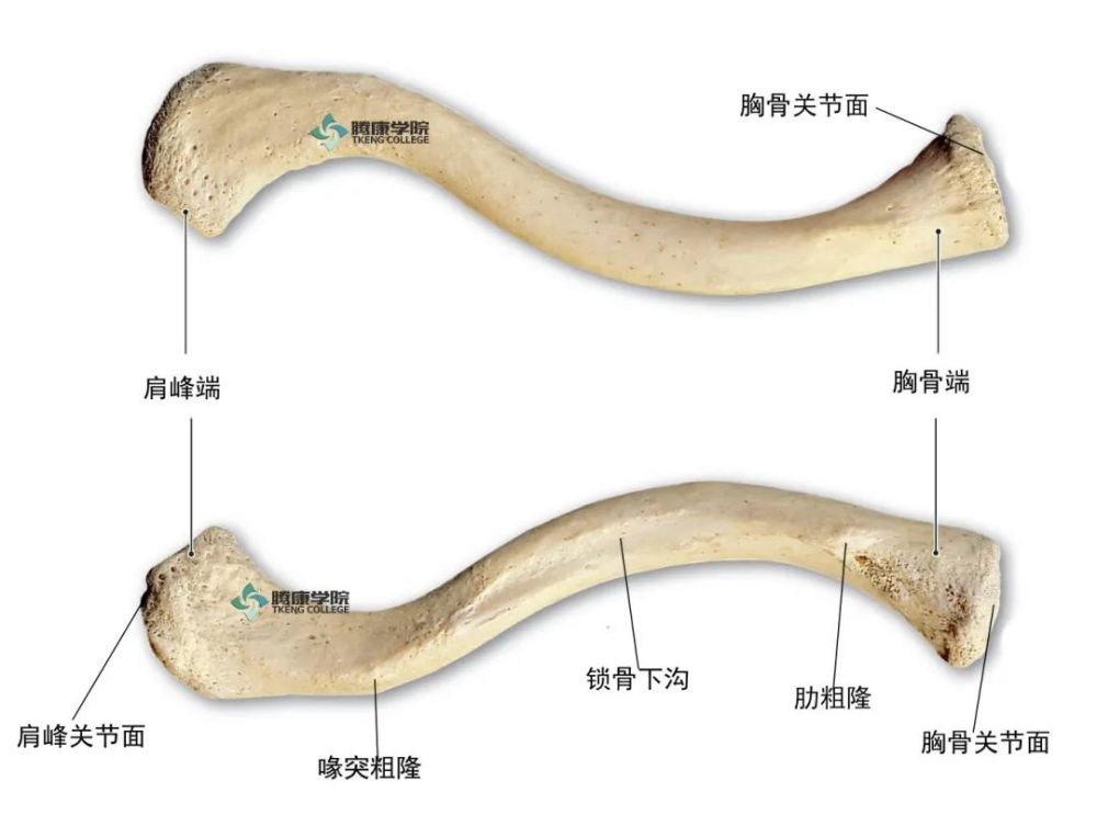 内侧端,也称胸骨端,呈圆柱形与胸骨相连,较粗大,其末端近似三棱形的