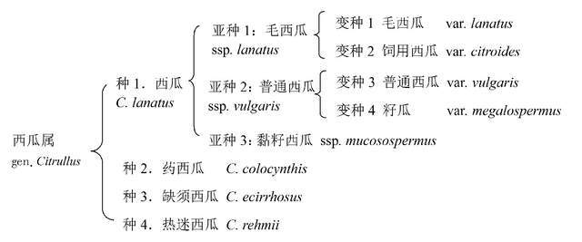 吃西瓜简谱_蛤蟆吃西瓜音乐简谱(3)