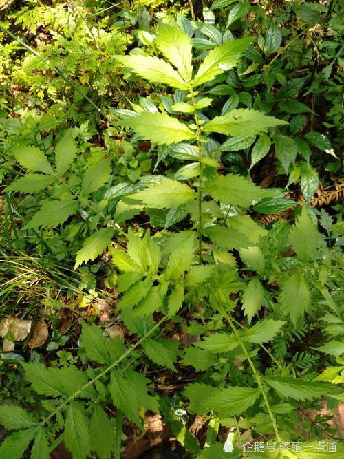 可将仙鹤草1kg,山楂1kg,黄芪1kg,苍术1kg混合拌入500kg饲料,预防量可
