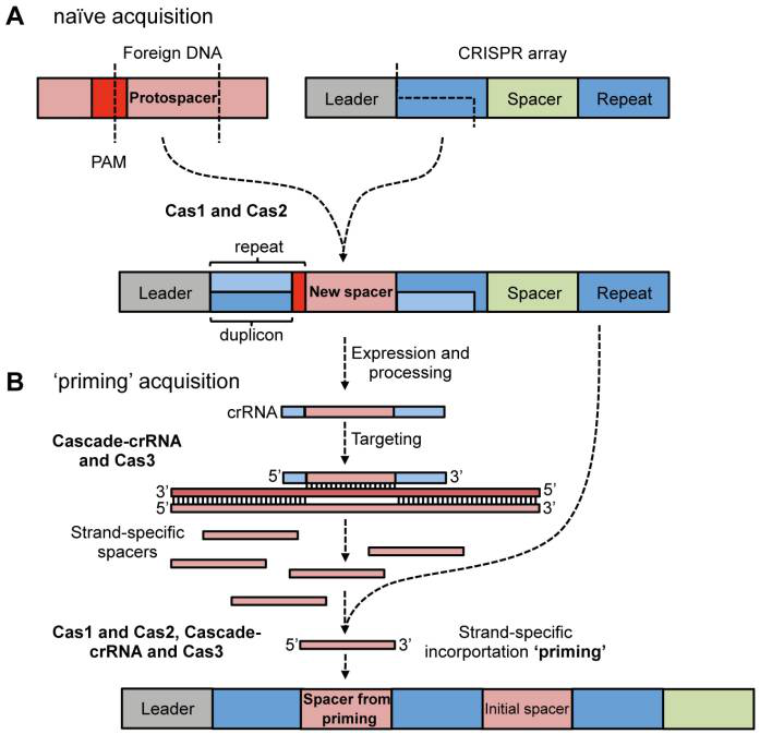 crisprcas9系统的防御机制