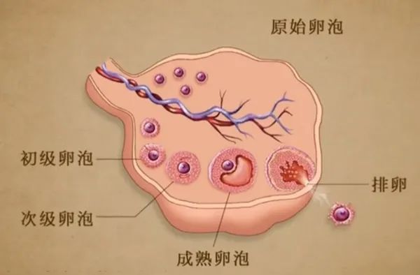 做试管婴儿时卵泡涨得慢获卵少警惕卵巢低反应作祟