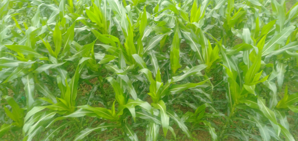 农民种甜玉米,怎么施用化肥效果好,注意施用化肥顺序不能颠倒