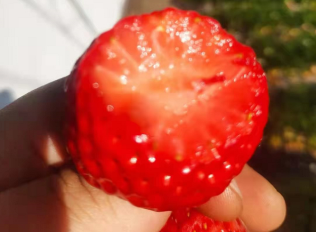 一口咬开,香甜的果肉夹杂着草莓汁,香甜,味美,空气中都氤氲着甜蜜.