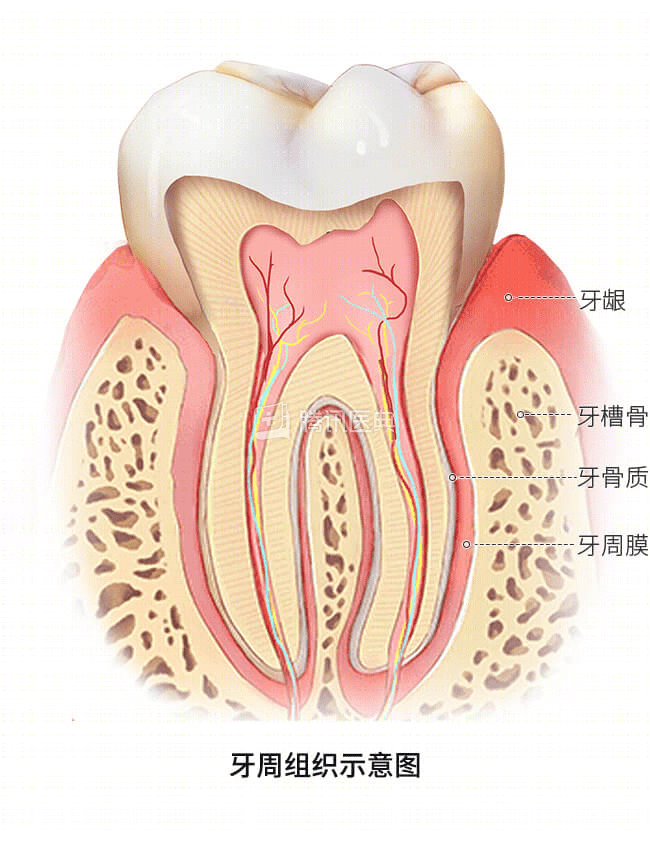 牙周炎是牙周组织表现出的一种炎症,牙周组织包括我们常见的牙龈和