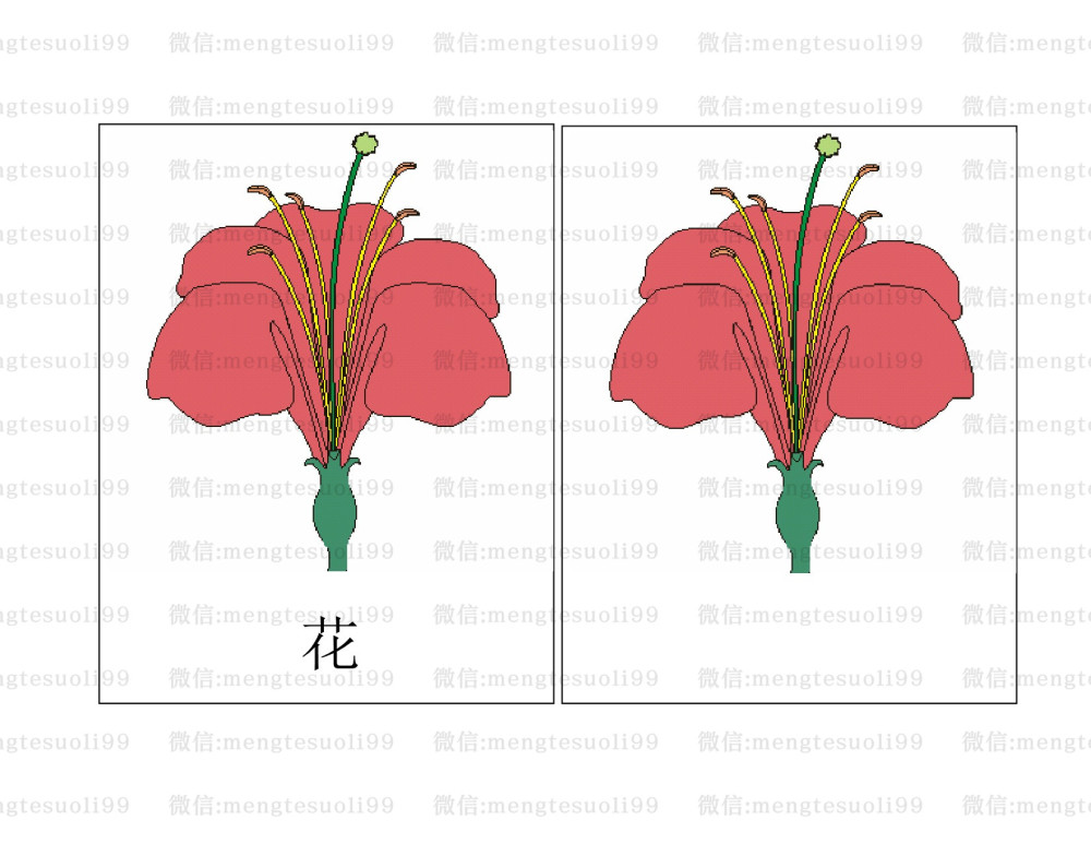 蒙特梭利三段卡花的结构三段卡素材