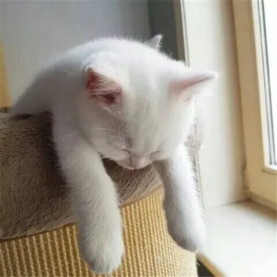 懒猫睡觉大全
