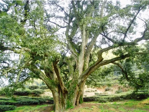 香榧树姿态优美,树干挺拔,细叶婆娑, 是良好的庭院,公园绿化树种.