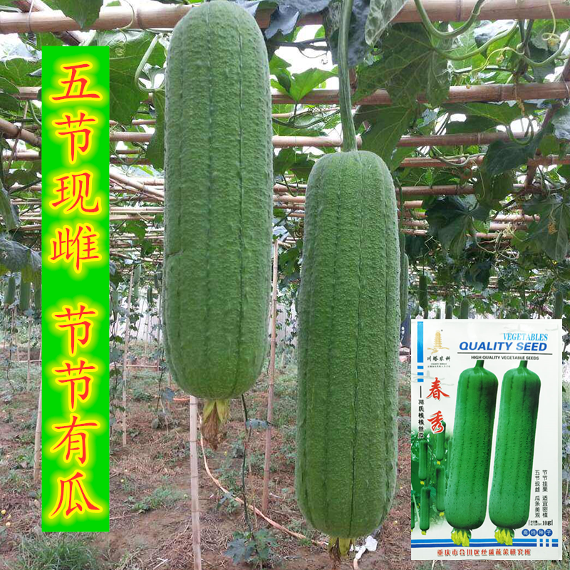 节节有瓜,挂果多,产量高!增收效益尤其显著