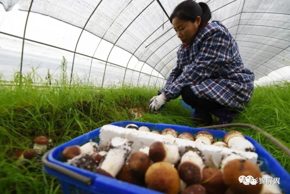 走进大球盖菇种植棚,工人们正忙得不亦乐乎,她们两三人为一组,有序地