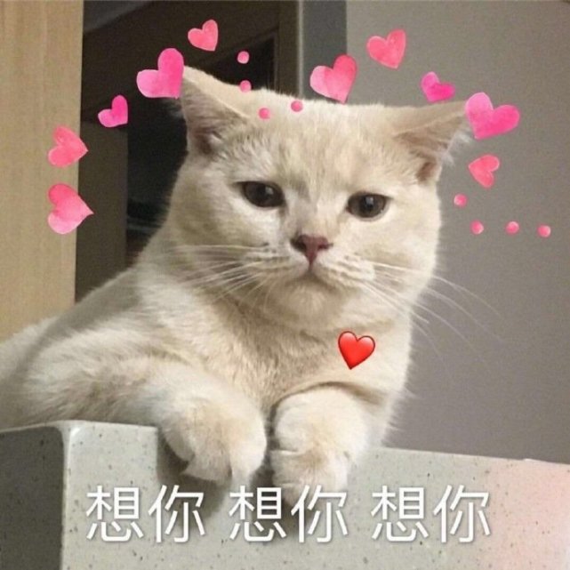 萌宠表情包:想你!想你!想你!