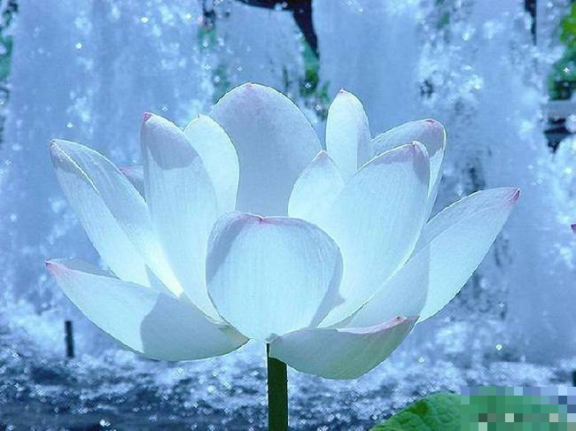 上古八大奇花 鬼吹灯里的彼岸花是这个寓意