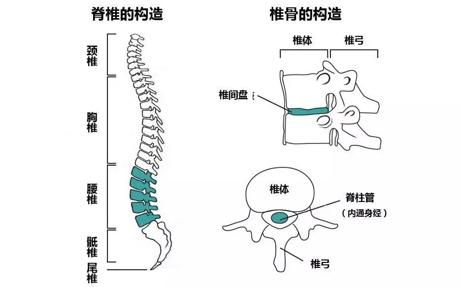 1 颈椎的构造 人的颈椎由7节椎骨组成,每节椎骨之间由前方的椎间盘和
