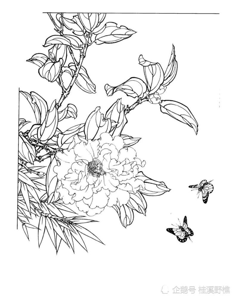 花卉白描画法:教你画最常见的花卉白描,简单易学,收藏