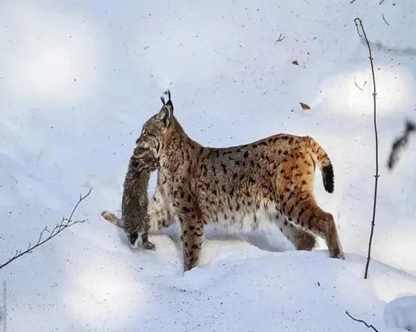 塔城恰夏镇有多少人口_塔城小猫(2)