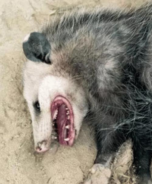 猪什么狗什么成语_猪背上一个手抓心成语