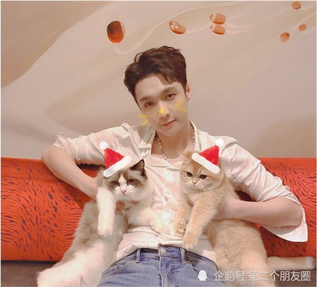 张艺兴与两只猫同框,猫的表情才是亮点!