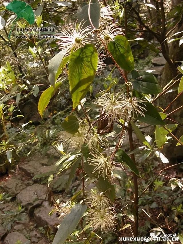 别名雪里花,地雷,拐子药,蛇松子