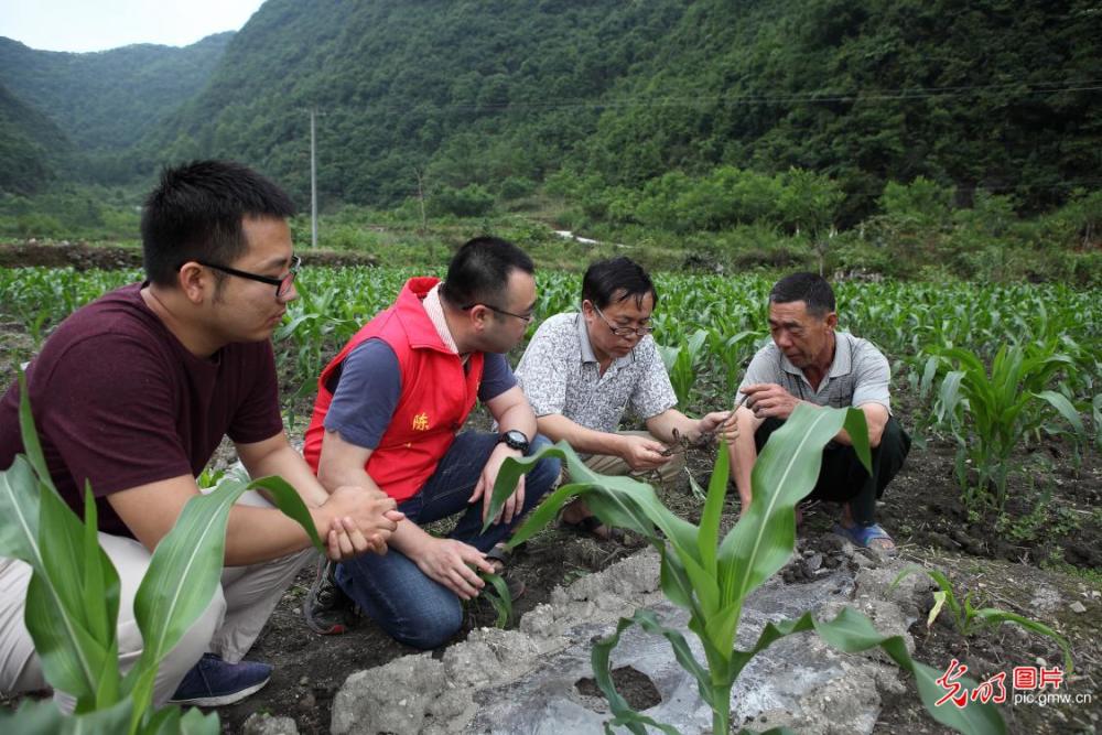 环江县明伦镇才帛村的第一书记陈智(左二,扶贫工作队员谭国宁(左一)