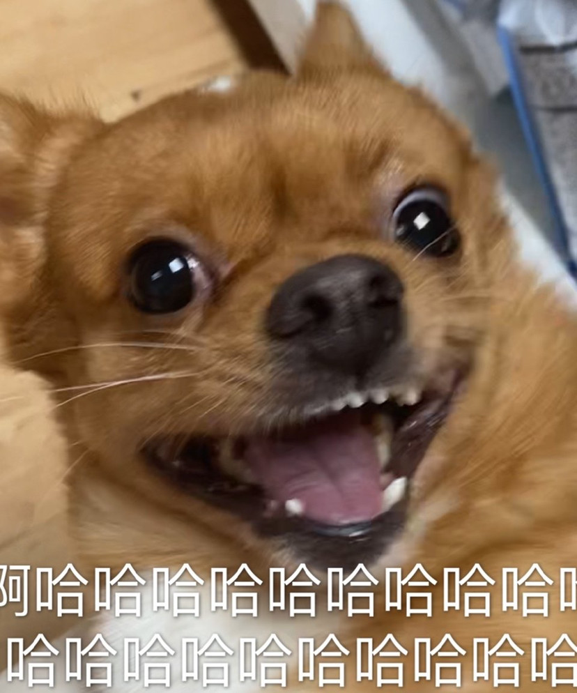 可爱狗狗表情包吖