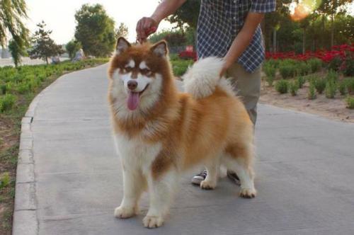 虽然阿拉斯加犬体型大,看起来也凶猛冷酷的样子,但其实它是很温顺友好