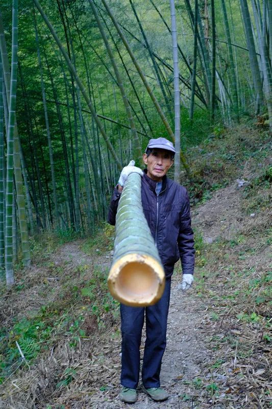 张洪友说自己祖辈上都有一个挑选竹子的方式,砍竹子的时候都会先取一