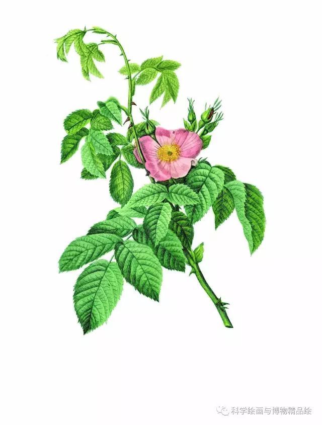 【园e 豆知识】蔷薇,月季与玫瑰分得清