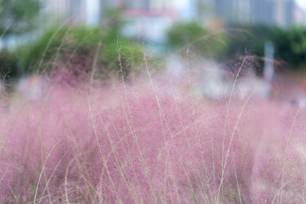 红花山公园粉黛乱子草