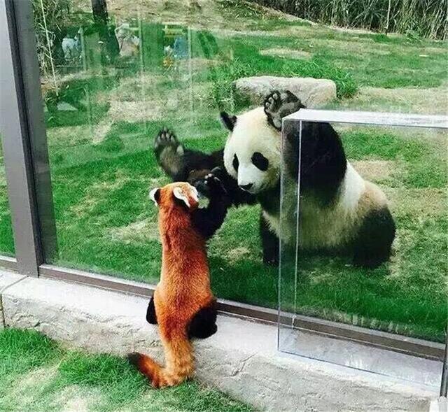 一被吓唬就举手投降的小熊猫我才不是在卖萌呢