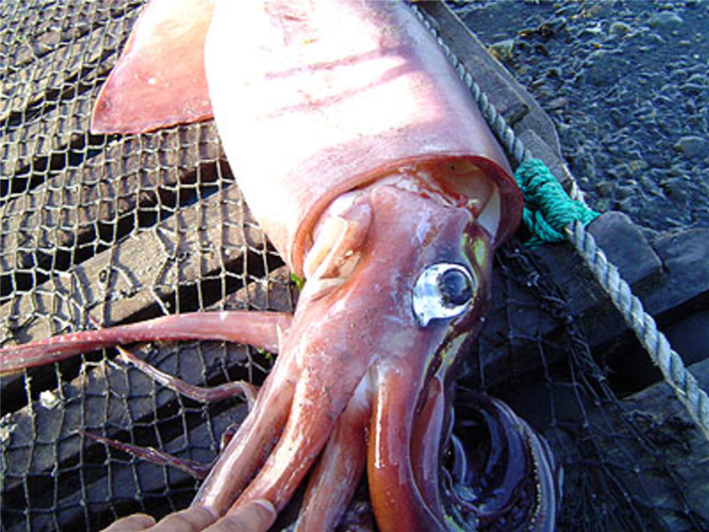 大王乌贼一只275公斤,网友戏称:不能被"铁板"的鱿鱼
