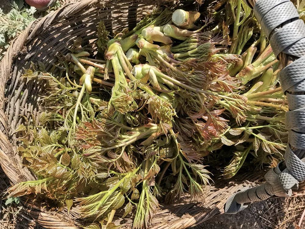 刺老芽的价值.