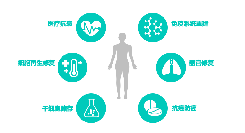 干细胞为何是再生医学的核心?