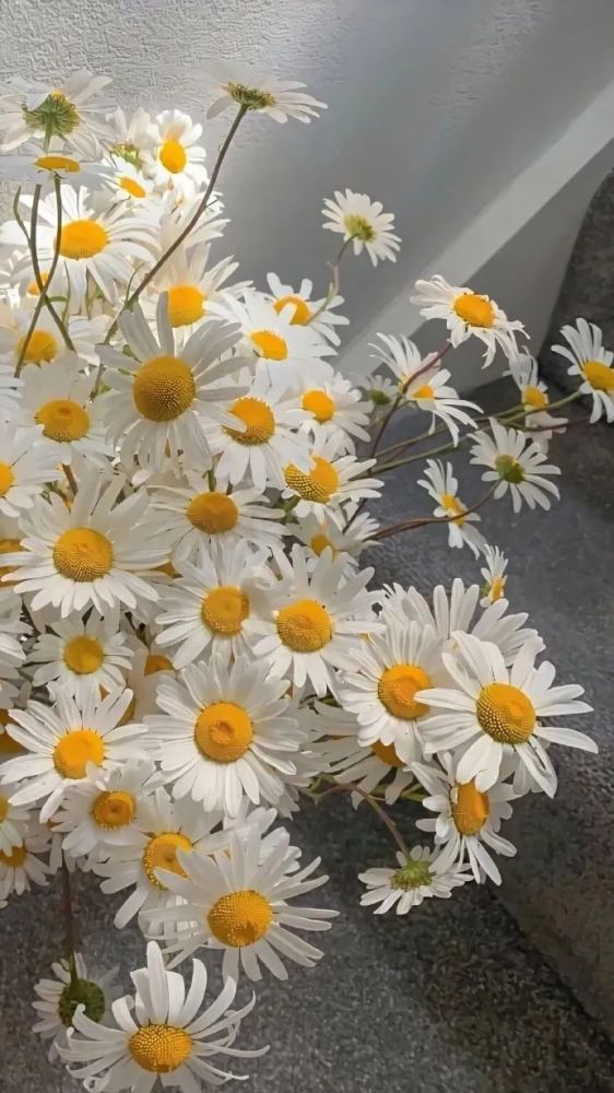 背景图|雏菊的花语:"深藏在心底的爱"