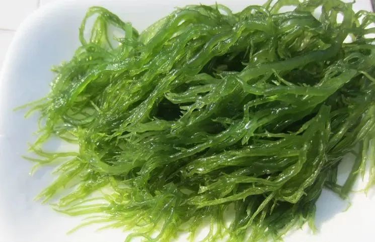 海藻的功效与作用是什么?