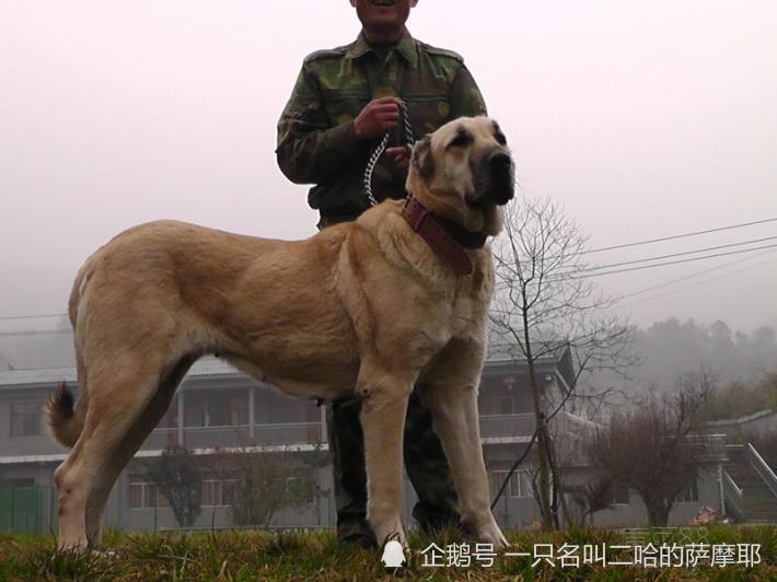 全球公认的10大猛犬第5名号称教父犬咬合力高达350磅