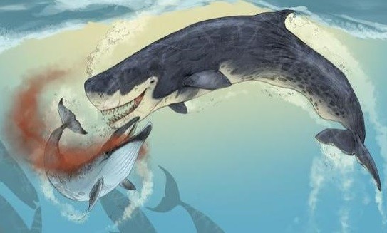 远古图鉴之梅尔维尔鲸|梅尔维尔鲸|抹香鲸|鲸鱼|巨齿鲨|地球