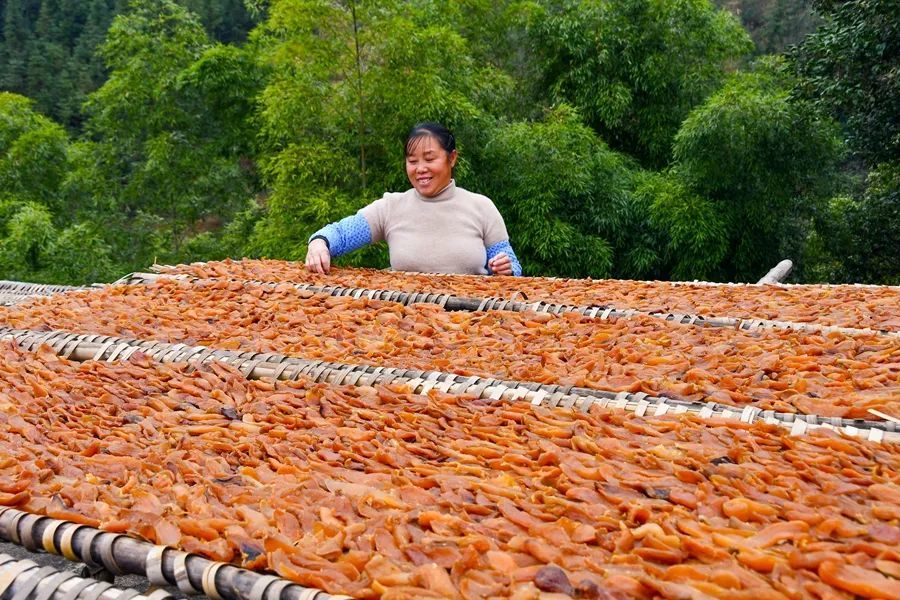 兴国县茶园乡教富村村民在晾晒红薯干.