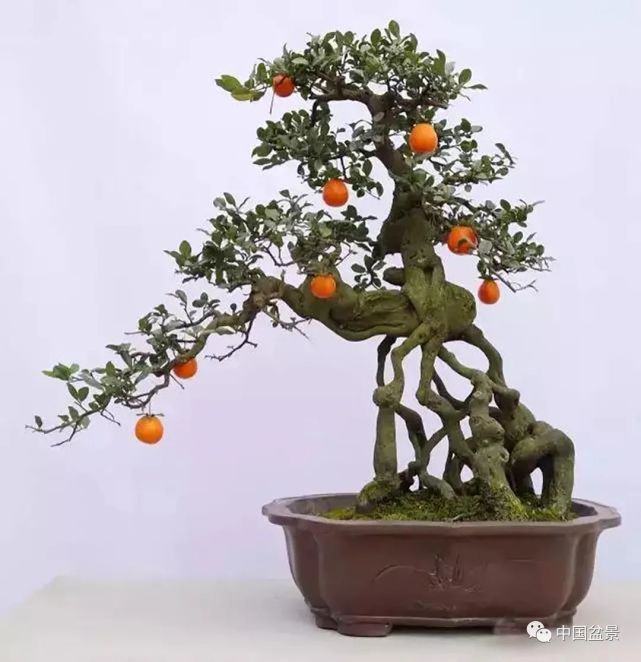1,形果兼备,光彩照人 果树盆景等于造型加硕果,就是说,它既要具有根