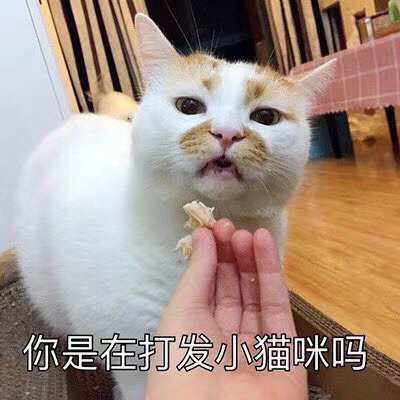 壁纸 动物 猫 猫咪 小猫 桌面 400_400