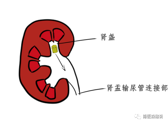 2,输尿管:25cm~30cm