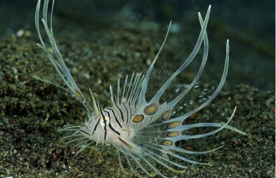海底8000米处,有什么生物?研究者潜入深海,拍到它们真