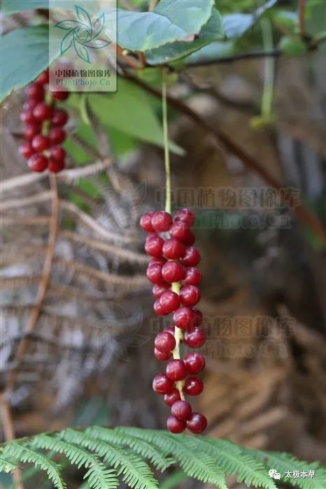 为五味子科植物翼梗五味子的藤茎和根.