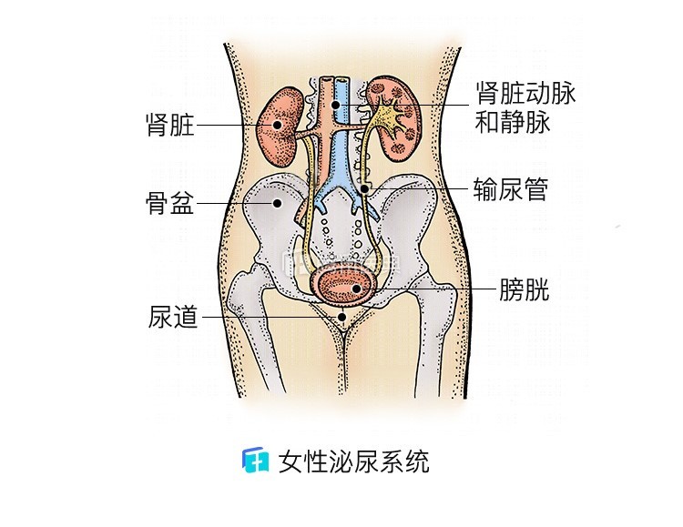 一,尿路感染为啥更偏爱女性?