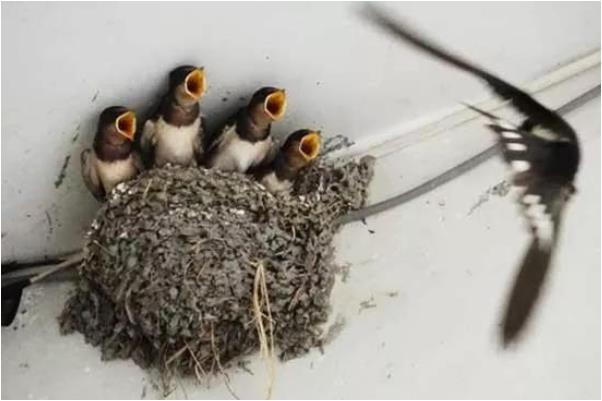 梦境迷雾，晚上睡觉梦见蛇——是坏征兆还是好征兆？